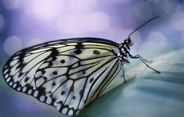 Picture butterfly, wings, spot, antennae, bokeh