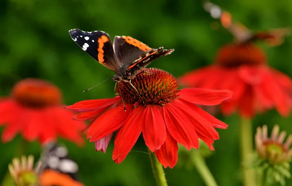 Flowers, butterfly, wings, petals, insect, moth, Echinacea