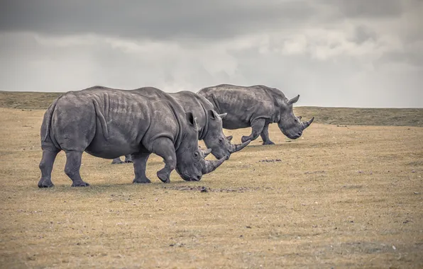 Picture nature, background, rhinos