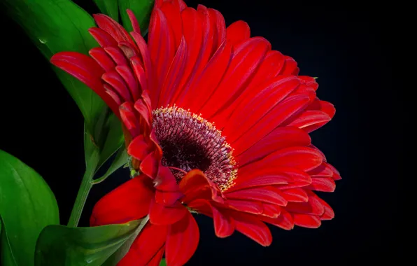 Picture leaves, background, petals, gerbera