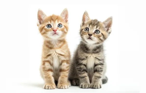 Look, cats, pose, kitty, kittens, white background, a couple, Duo