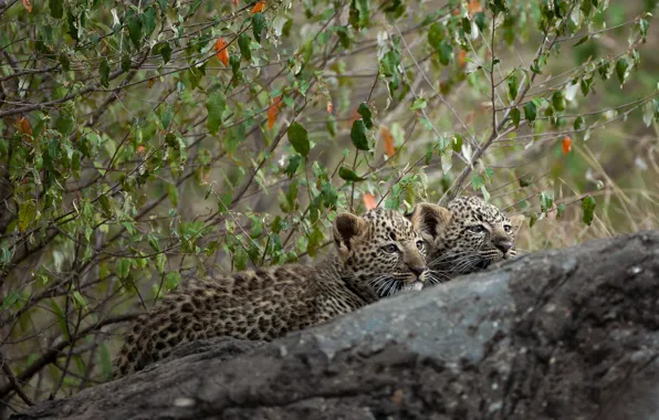 Branches, tree, stone, kittens, a couple, leopards, cubs
