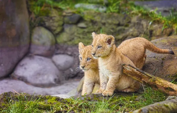 Picture kittens, kids, the cubs, twins