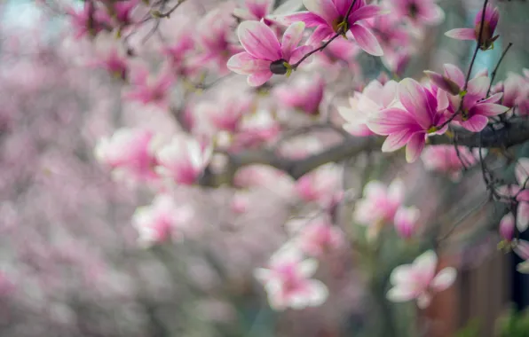 Flowers, branches, nature, blur, spring, pink, flowering, gently