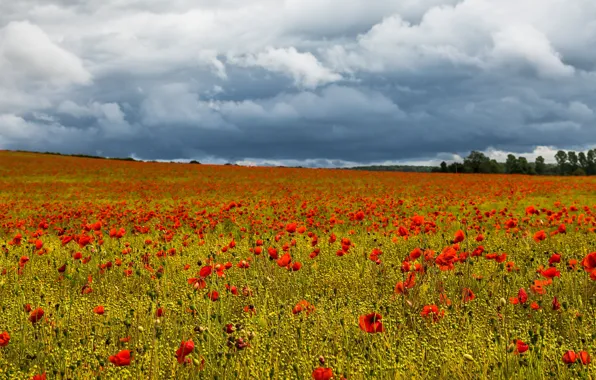Summer, clouds, flowers, Maki, red, blurred background, poppy field