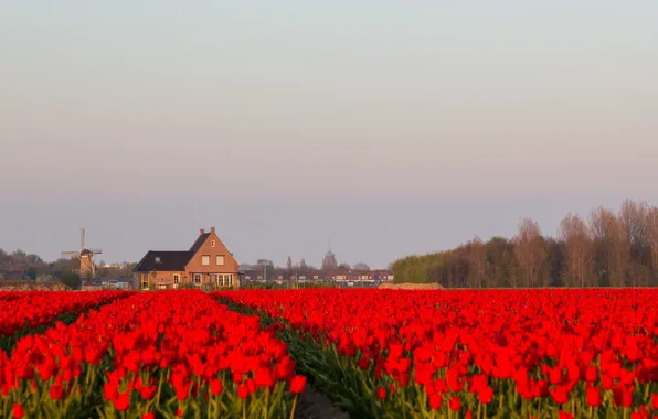 Picture flowers, home, tulips, Netherlands, plantation, windmill