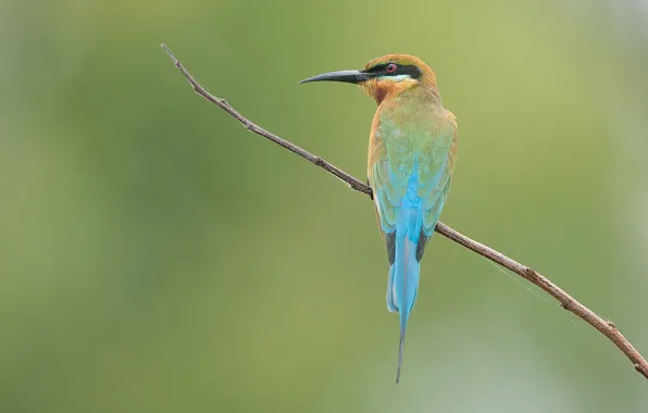 Bird, branch, feathers, beak