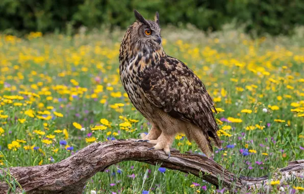 Picture summer, flowers, owl, bird, meadow, owl
