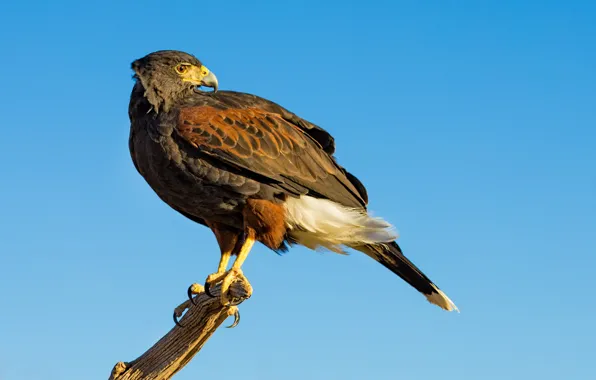 Bird, predator, beak, hawk, desert Buzzard