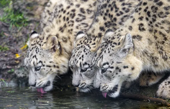 Cat, IRBIS, snow leopard, trio, drink, ©Tambako The Jaguar