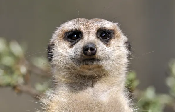 Look, portrait, grey background, face, meerkat