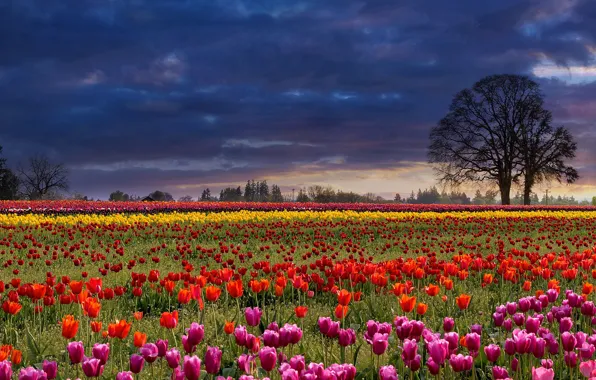 Picture field, the sky, trees, flowers, clouds, strip, glade, spring