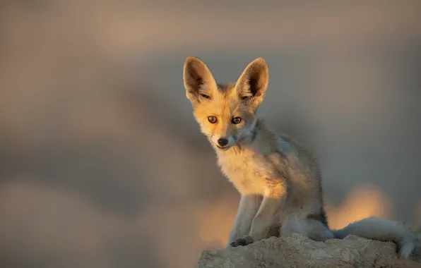 Nature, animal, Arabian Red Fox
