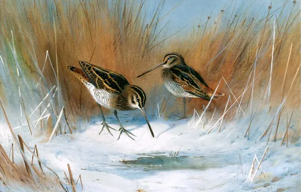 Winter, Grass, Snow, Birds, Picture, Two, Archibald Thorburn, Archibald Thorburn,