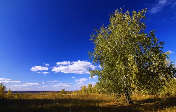 Picture field, the sky, tree