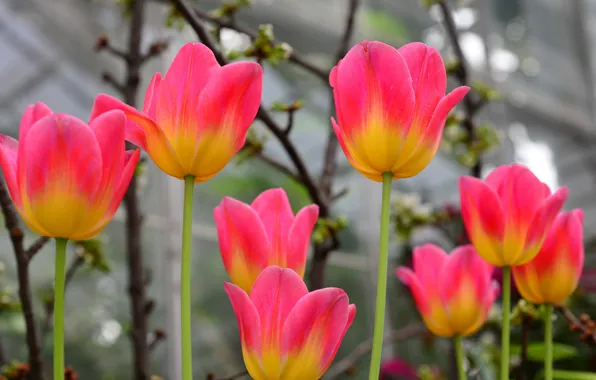 Picture nature, petals, stem, tulips