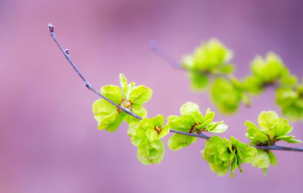 Branches, spring, kidney, leaves