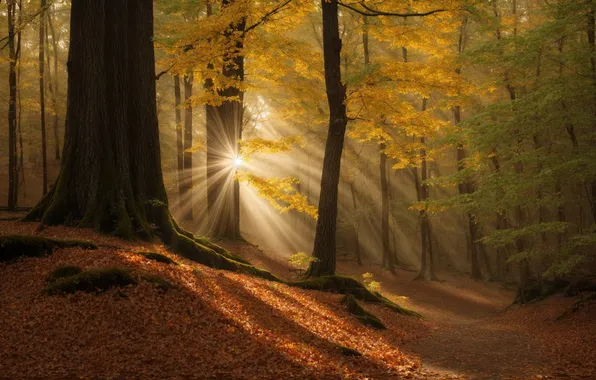 Autumn, forest, the sun, rays, light, trees, branches, nature