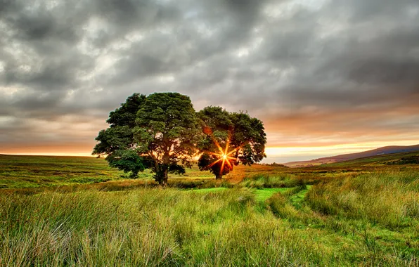 Picture field, summer, the sun, rays, trees, sunset, Ireland, two