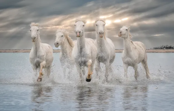 The sky, the sun, clouds, rays, light, squirt, shore, horses