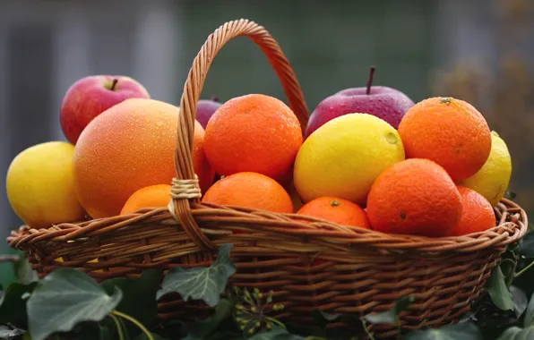 Picture lemon, basket, Apple, orange, fruit, citrus, Mandarin