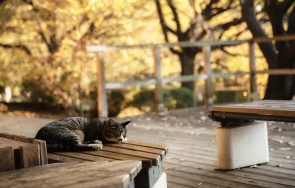Cat, cat, bench, sleeping, lies, bench