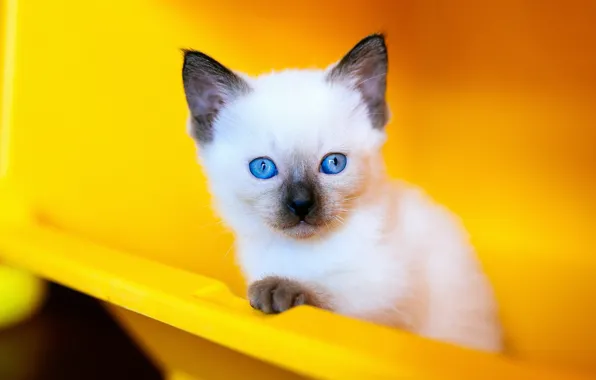Cat, cat, look, yellow, background, portrait, container, plastic
