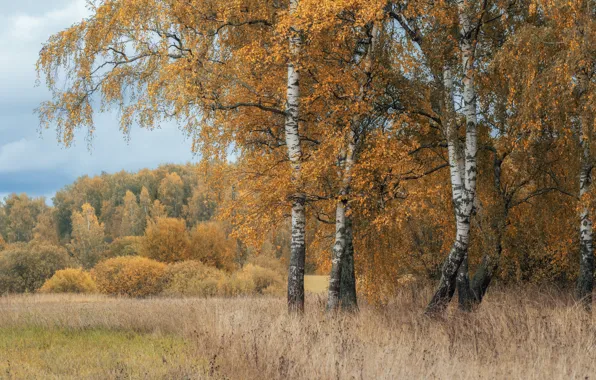 Autumn, forest, grass, branch, glade, foliage, birch, the bushes