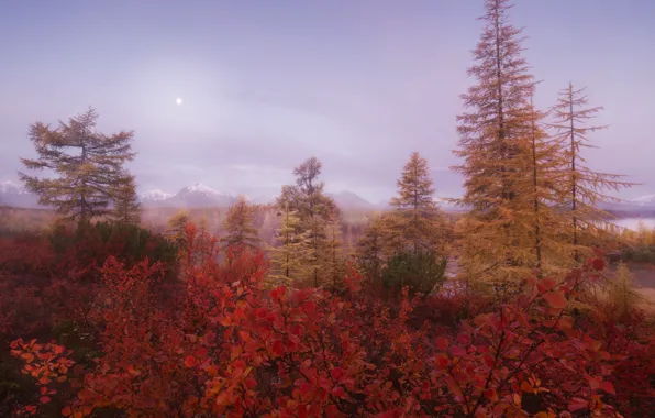 Autumn, forest, the sky, trees, mountains, branches, fog, thickets