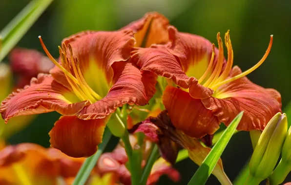 Macro, Lily, petals, buds