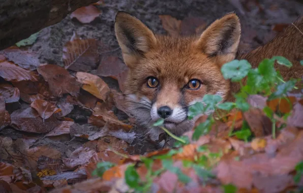 Look, face, leaves, Fox, red