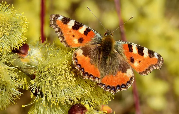 Macro, butterfly, Verba