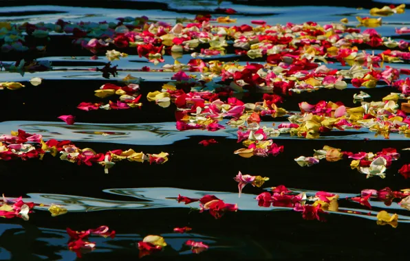 Water, paint, CA, USA, rose petals, Oceanside Harbor