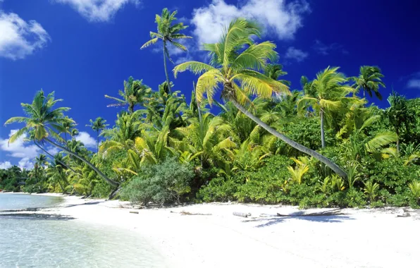 Picture clouds, tropics, shore, Palm trees