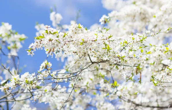 Light, flowers, branches, cherry, spring, white, flowering, flowering tree