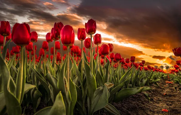 Sunset, tulips, buds