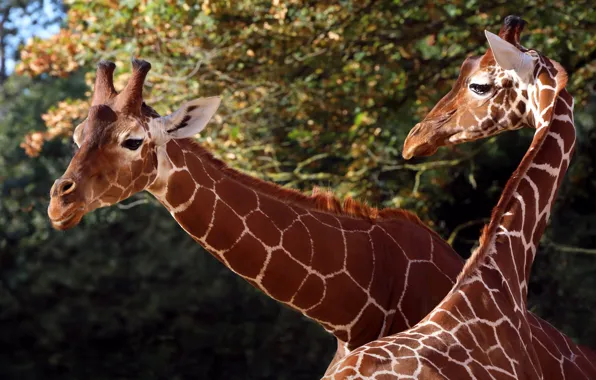 Look, light, nature, pose, portrait, giraffe, pair, giraffes