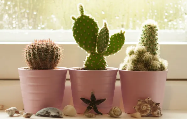 Picture flowers, window, cacti, shell, sill, pots