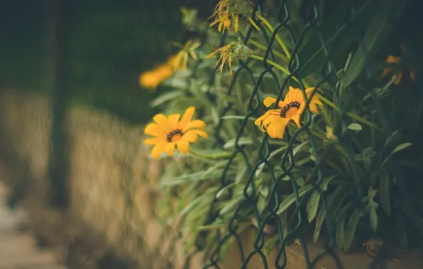 Picture leaves, flowers, orange, background, mesh, widescreen, Wallpaper, the fence