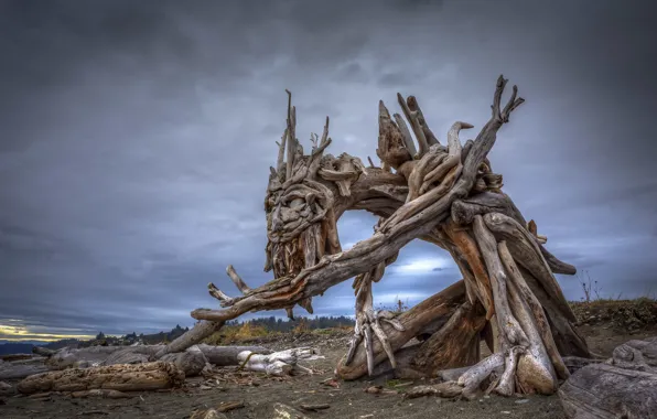 Trees, nature, sculpture, Beach Ent