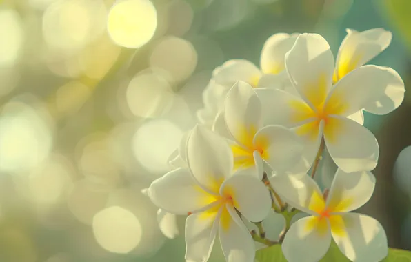 Flower, macro, light, petals, white, bokeh, yellow, plumeria