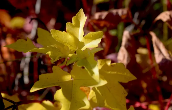 Yellow, widescreen, autumn tree, the leaves of the trees
