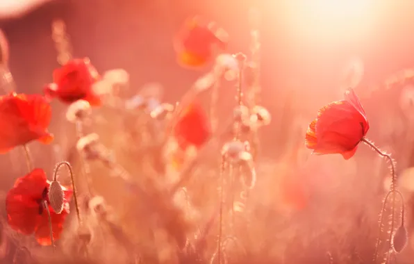 Picture field, nature, Maki, petals, meadow