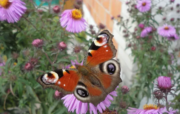 Macro, flowers, butterfly
