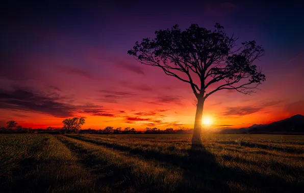 Picture field, the sky, trees, sunset