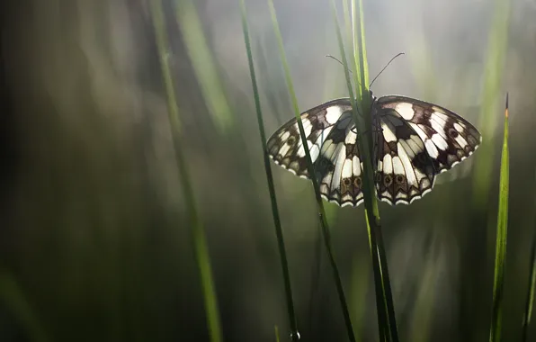 Picture grass, macro, butterfly, insect, Wallpaper from lolita777