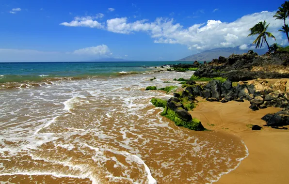 Nature, tropics, stones, palm trees, the ocean, shore, coast
