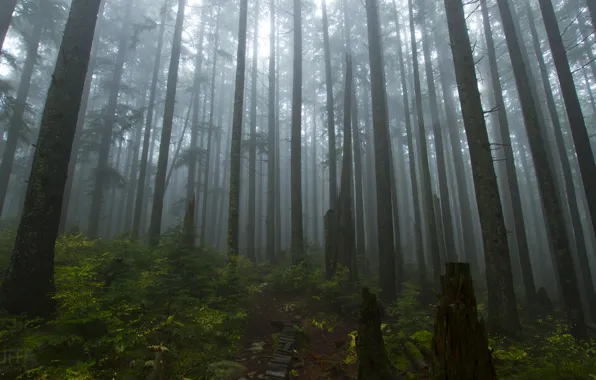 Picture forest, trees, nature, fog, Canada, Vancouver, Canada, Vancouver