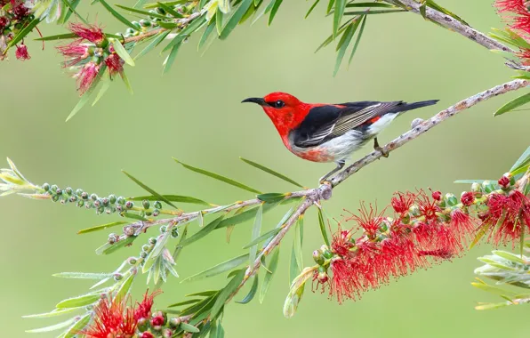 Picture flowers, branches, bird, the Sunbird