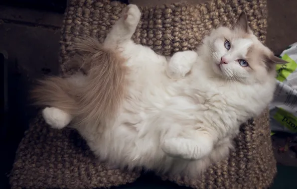 Picture cat, cat, relax, chill, Ragdoll